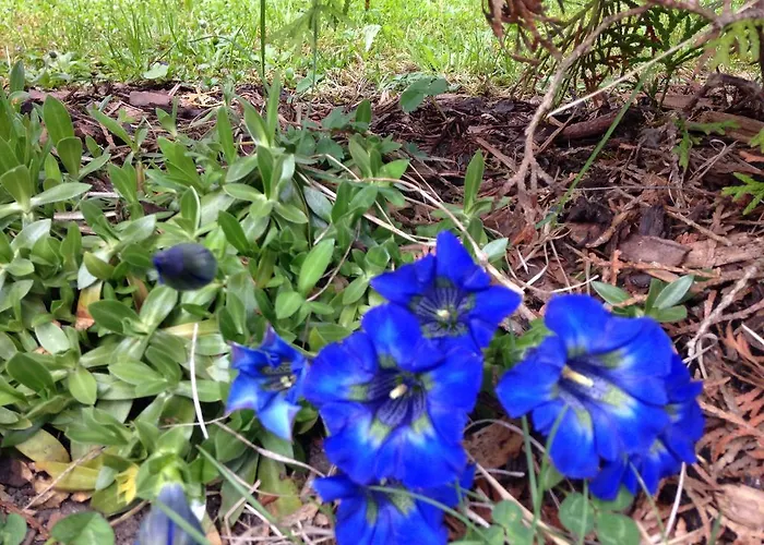 Alpenrose * フリルシュ